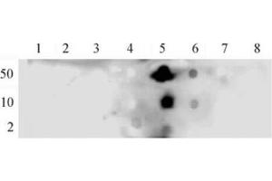 NFκB p65 phospho Ser536 pAb tested by dot blot analysis. (NF-kB p65 Antikörper  (pSer536))