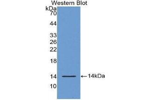 Western Blotting (WB) image for anti-S100 Calcium Binding Protein A9 (S100A9) (AA 1-114) antibody (Biotin) (ABIN1175036) (S100A9 Antikörper  (AA 1-114) (Biotin))