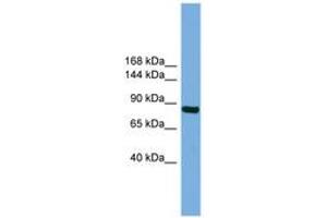 Image no. 1 for anti-Round Spermatid Basic Protein 1 (RSBN1) (AA 35-84) antibody (ABIN6745140) (RSBN1 Antikörper  (AA 35-84))