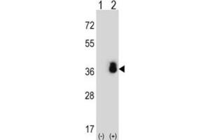 Western Blotting (WB) image for anti-serine/arginine-Rich Splicing Factor 1 (SRSF1) antibody (ABIN3002837) (SRSF1 Antikörper)