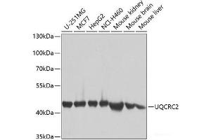 Western blot analysis of extracts of various cell lines using UQCRC2 Polyclonal Antibody at dilution of 1:1000. (UQCRC2 Antikörper)