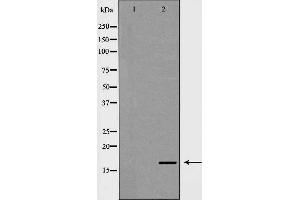 Western blot analysis of Mouse heart lysate, using NDUFA13 Antibody. (NDUFA13 Antikörper  (N-Term))
