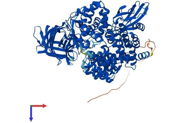NPEPPS Protein (AA 1-920) (His tag)