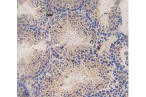 Used in DAB staining on fromalin fixed paraffin- embedded testis tissue (SSFA2 Antikörper  (AA 587-802))