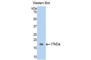 Western Blotting (WB) image for anti-Tryptase gamma 1 (TPSG1) (AA 99-244) antibody (ABIN1176188) (TPSG1 Antikörper  (AA 99-244))