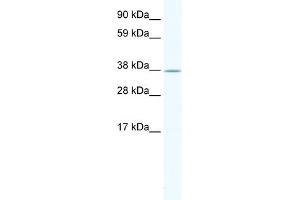 WB Suggested Anti-NKX2-3 Antibody Titration:  1.
