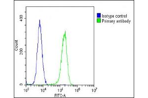 Overlay histogram showing U-2 OS cells stained with (ABIN6242889 and ABIN6578705)(green line). (Stathmin 1 Antikörper  (AA 106-140))