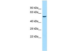 Host: Rabbit Target Name: Amy1a Sample Type: Rat Heart lysates Antibody Dilution: 1. (AMY1A Antikörper  (Middle Region))