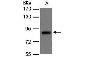 WB Image Sample(30 μg of whole cell lysate) A:MOLT4, 7. (DISC1 Antikörper  (N-Term))