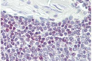Anti-ELF1 antibody IHC staining of human spleen. (ELF1 Antikörper  (AA 142-191))