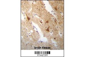 ELAVL3 Antibody immunohistochemistry analysis in formalin fixed and paraffin embedded human brain tissue followed by peroxidase conjugation of the secondary antibody and DAB staining. (HuC/ELAVL3 Antikörper  (N-Term))