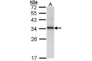 WB Image Sample (30 ug of whole cell lysate) A: H1299 12% SDS PAGE antibody diluted at 1:1000 (PPIE Antikörper)