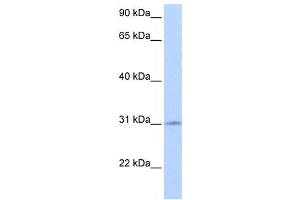 Western Blotting (WB) image for anti-Zinc Finger Protein 146 (ZNF146) antibody (ABIN2458272)