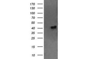Image no. 3 for anti-Chromosome 2 Open Reading Frame 62 (C2orf62) antibody (ABIN1497053) (C2orf62 Antikörper)