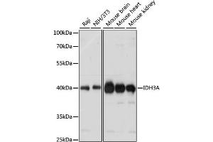 Western blot analysis of extracts of various cell lines, using IDH3A antibody (ABIN7268029) at 1:1000 dilution. (IDH3A Antikörper  (AA 28-366))
