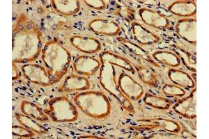 IHC image of ABIN7142316 diluted at 1:700 and staining in paraffin-embedded human kidney tissue performed on a Leica BondTM system. (ACAA2 Antikörper  (AA 188-257))