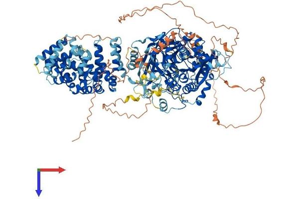AGTPBP1 Protein (AA 1-1226) (His tag)