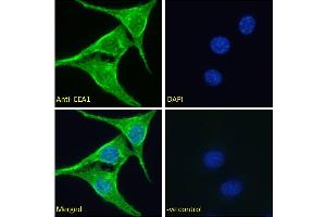 ABIN2613419 Immunofluorescence analysis of paraformaldehyde fixed NIH3T3 cells, permeabilized with 0. (EEA1 Antikörper  (AA 821-835))
