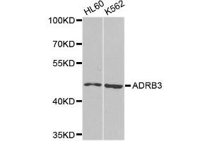 Western blot analysis of extracts of various cell lines, using ADRB3 antibody (ABIN5995980) at 1/1000 dilution. (ADRB3 Antikörper)