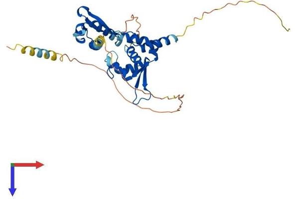 MAGEB4 Protein (AA 1-346) (His tag)