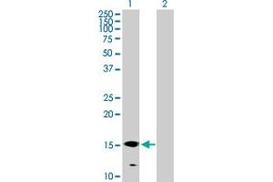 Western Blot analysis of GALNT3 expression in transfected 293T cell line by GALNT3 MaxPab polyclonal antibody. (GALNT3 Antikörper  (AA 1-141))
