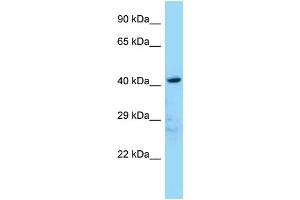WB Suggested Anti-Ldb2 Antibody Titration: 1. (LIM Domain Binding 2 Protein Antikörper  (N-Term))