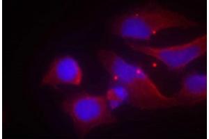 Immunofluorescence staining of methanol-fixed Hela cells using NMDAR2B(phospho-Tyr1474) antibody. (GRIN2B Antikörper  (pTyr1474))
