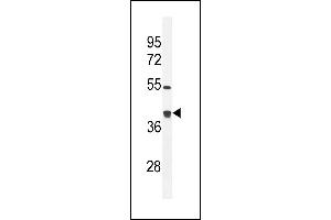 TXNL2 Antibody (N-term) (ABIN656034 and ABIN2845407) western blot analysis in mouse bladder tissue lysates (35 μg/lane). (GLRX3 Antikörper  (N-Term))