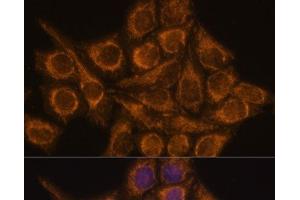 Immunofluorescence analysis of HeLa cells using PYCR2 Polyclonal Antibody at dilution of 1:100. (PYCR2 Antikörper)