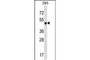 Western blot analysis in 293 cell line lysates (35ug/lane). (SNX17 Antikörper  (N-Term))