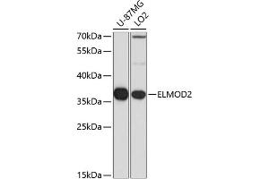 Western blot analysis of extracts of various cell lines, using ELMOD2 antibody (ABIN6132091, ABIN6140137, ABIN6140139 and ABIN6223836) at 1:1000 dilution. (ELMOD2 Antikörper  (AA 5-95))