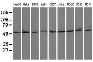 Image no. 1 for anti-Proteasome (Prosome, Macropain) 26S Subunit, ATPase, 3 (PSMC3) antibody (ABIN1501335) (PSMC3 Antikörper)