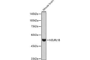 Western blot analysis of extracts of Mouse brain, using NEURL1B antibody (ABIN7268857) at 1:1000 dilution. (NEURL1B Antikörper)