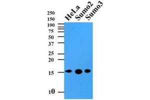 Western Blotting (WB) image for anti-Small Ubiquitin Related Modifier 2 (SUMO2) (AA 1-93), (N-Term) antibody (ABIN492386) (SUMO2 Antikörper  (N-Term))