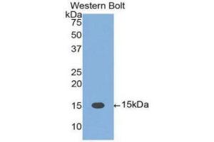 Western Blotting (WB) image for anti-Fas Ligand (TNF Superfamily, Member 6) (FASL) (AA 103-281) antibody (ABIN3209674) (FASL Antikörper  (AA 103-281))