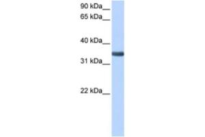 Western Blotting (WB) image for anti-Spondin 2 (SPON2) antibody (ABIN2463508) (SPON2 Antikörper)