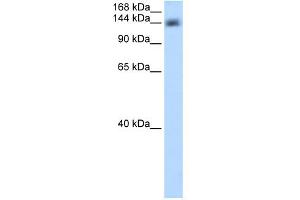 WB Suggested Anti-CPSF1 Antibody Titration:  0. (CPSF1 Antikörper  (Middle Region))