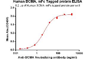 ELISA image for Tumor Necrosis Factor Receptor Superfamily, Member 17 (TNFRSF17) (AA 1-54) protein (mFc Tag) (ABIN6961108)