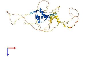 PITX2 Protein (AA 1-317) (His tag)