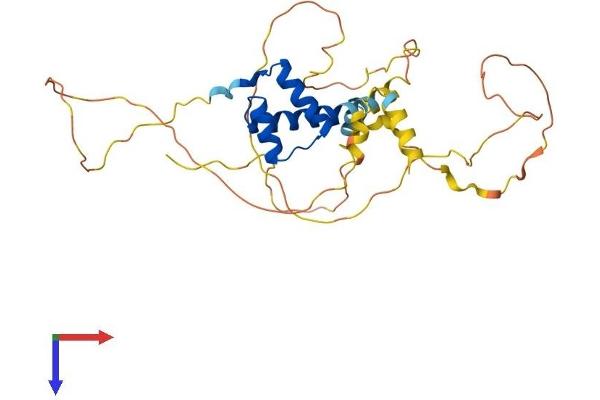 PITX2 Protein (AA 1-317) (His tag)