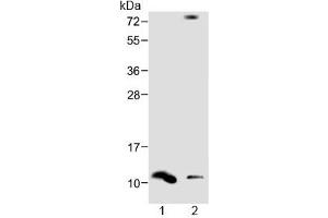 Western blot testing of human 1) spleen and 2) liver lysate with DEFA1 antibody at 1:1000. (alpha Defensin 1 Antikörper  (AA 28-62))