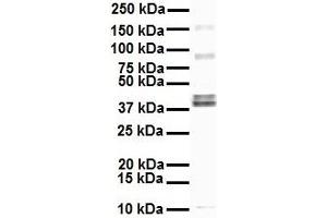 WB Suggested Anti-EEF1A2 antibody Titration: 1 ug/mL Sample Type: Human HepG2 (EEF1A2 Antikörper  (Middle Region))