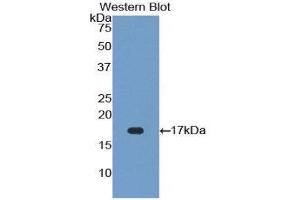 Western Blotting (WB) image for anti-Fibroblast Growth Factor 23 (FGF23) (AA 157-238) antibody (ABIN1858872) (FGF23 Antikörper  (AA 157-238))