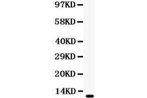 Observed bind size: 11KD (CCL3 Antikörper  (AA 24-92))
