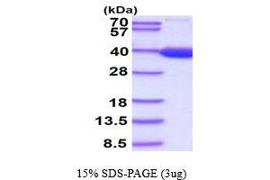 SDS-PAGE (SDS) image for Lactate Dehydrogenase B (LDHB) (AA 1-334) protein (His tag) (ABIN667035) (LDHB Protein (AA 1-334) (His tag))
