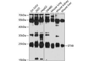 Western blot analysis of extracts of various cell lines, using STX8 antibody (ABIN6129138, ABIN6148671, ABIN6148672 and ABIN6214164) at 1:1000 dilution. (STX8 Antikörper  (AA 1-215))