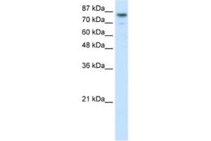 Western Blotting (WB) image for anti-Helicase-Like Transcription Factor (HLTF) antibody (ABIN2460973) (HLTF Antikörper)