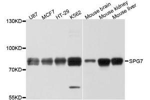 Western blot analysis of extracts of various cell lines, using SPG7 antibody. (SPG7 Antikörper  (AA 1-250))