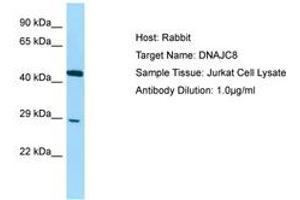 Image no. 1 for anti-DnaJ (Hsp40) Homolog, Subfamily C, Member 8 (DNAJC8) (C-Term) antibody (ABIN6750097) (DNAJC8 Antikörper  (C-Term))