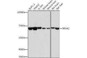 Western blot analysis of extracts of various cell lines using NR5A2 Polyclonal Antibody at dilution of 1:1000. (NR5A2 + LRH1 Antikörper)